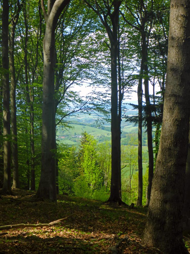 Gföhlberg (49 Bildaufrufe)