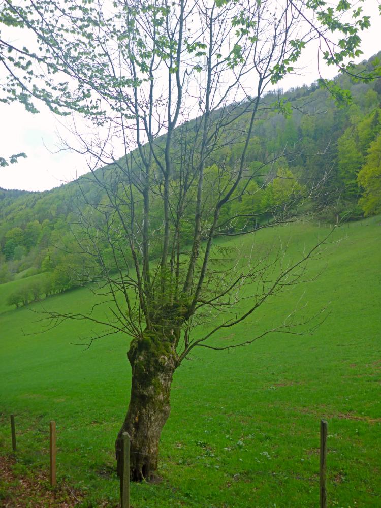 Hohenstein (87 Bildaufrufe)
