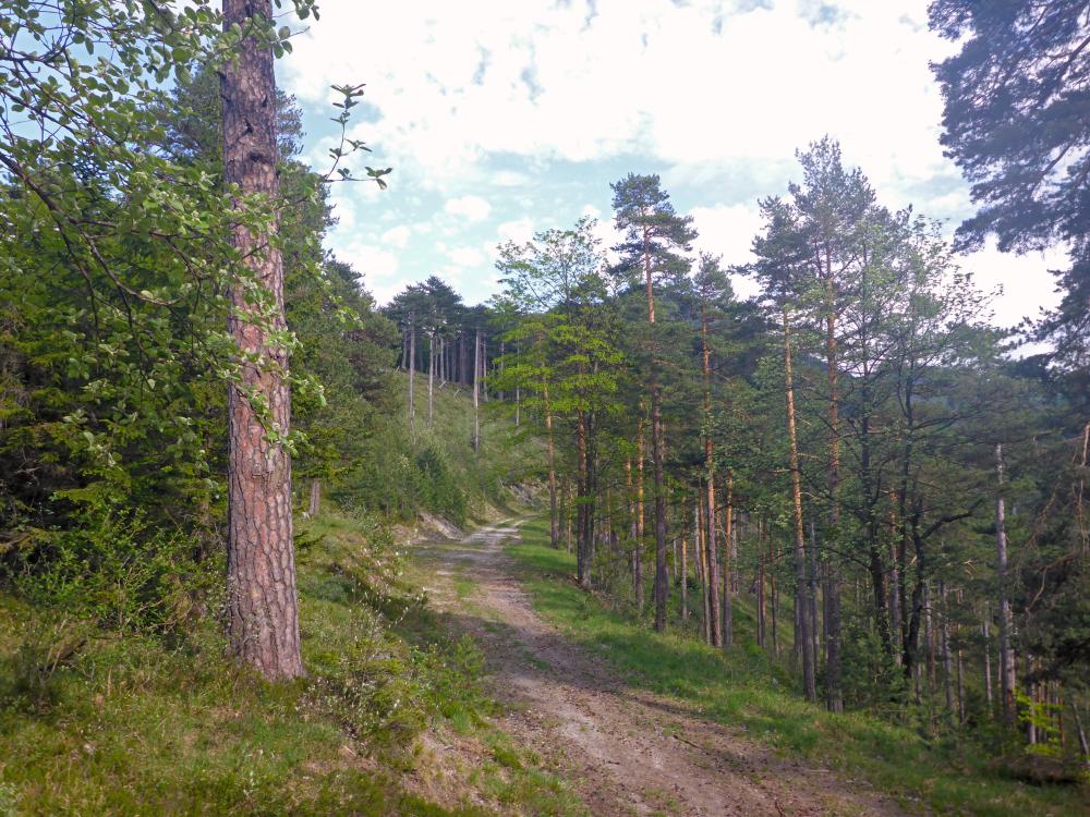 Kieneck (96 Bildaufrufe)