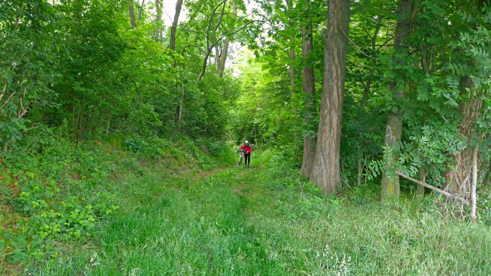 Seelackenberg - Gutenbrunner Wald (104 Bildaufrufe)