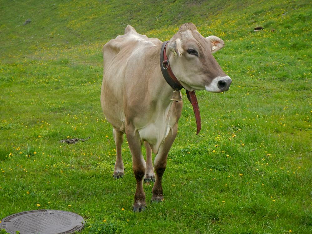 Gr.Piz Buin, Ochsenkopf (80 Bildaufrufe)