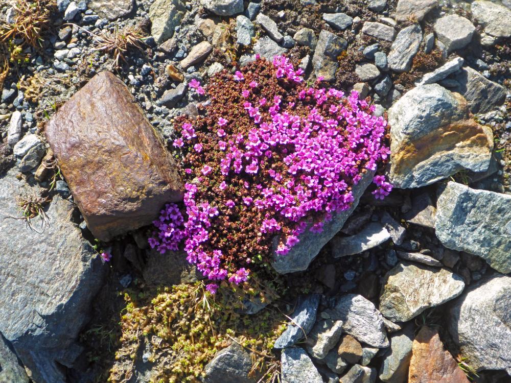 Gr.Piz Buin, Ochsenkopf (75 Bildaufrufe)