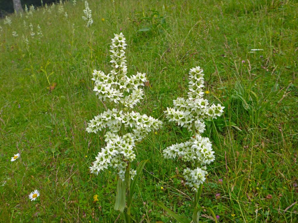 Schwarzkogel (93 Bildaufrufe)
