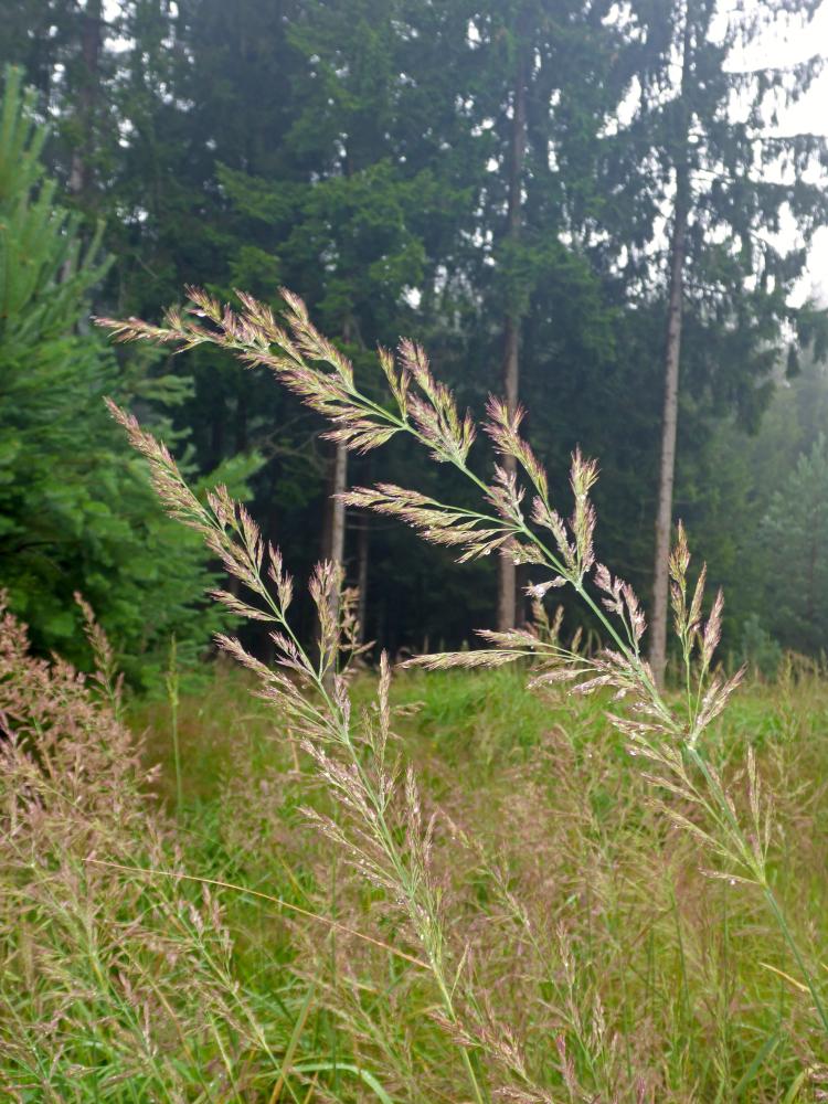 Silberne Birn (65 Bildaufrufe)