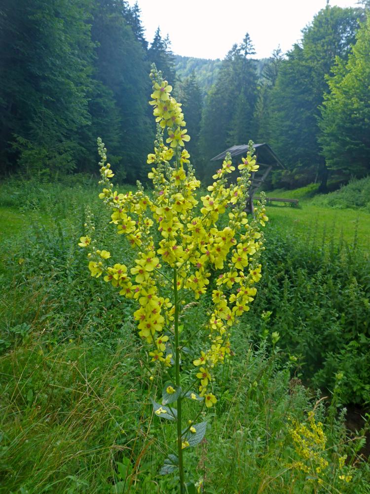 Höllkogel (43 Bildaufrufe)