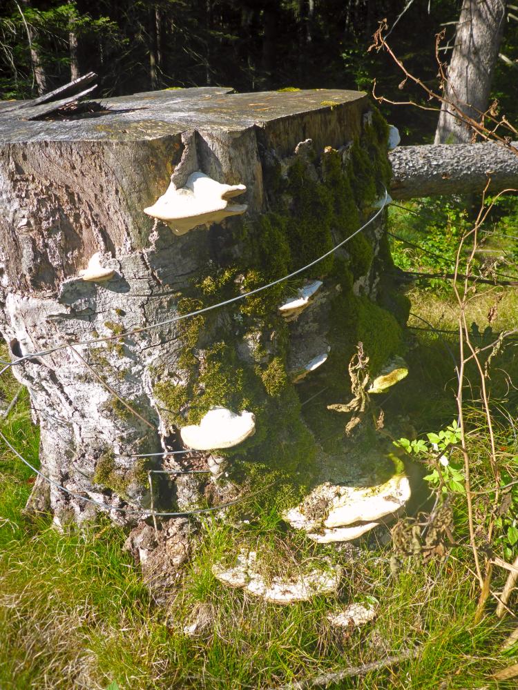 Poldlberg, Thorecker Kogel (99 Bildaufrufe)