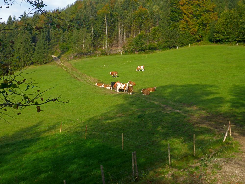 Poldlberg, Thorecker Kogel (86 Bildaufrufe)