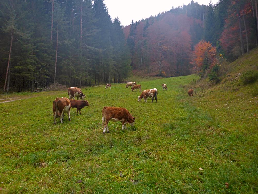 Bruckberg (64 Bildaufrufe)
