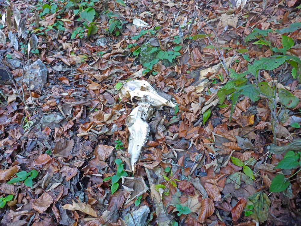 Föhrenstein (71 Bildaufrufe)