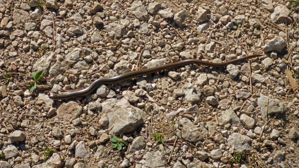 Hohe Wand (70 Bildaufrufe)