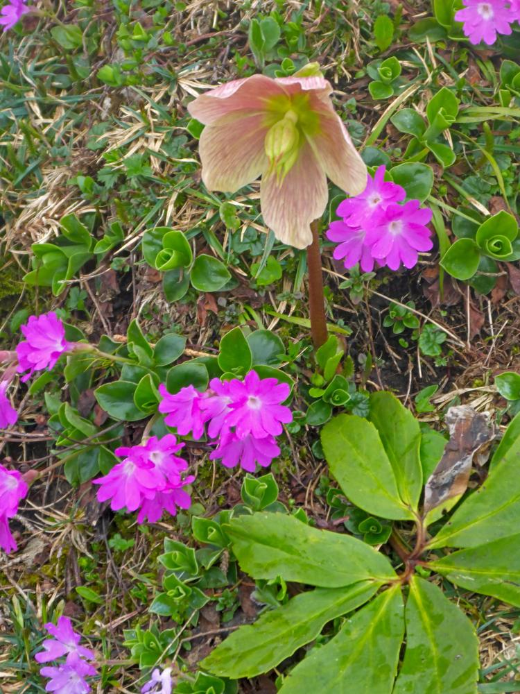 Ringkogel (62 Bildaufrufe)