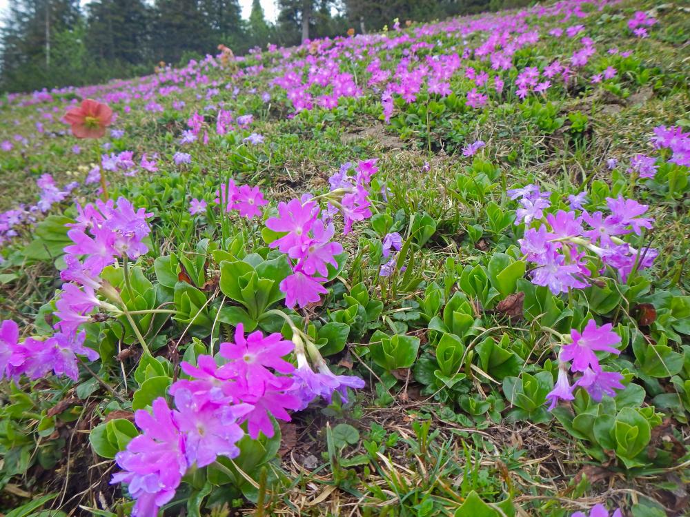 Ringkogel (65 Bildaufrufe)