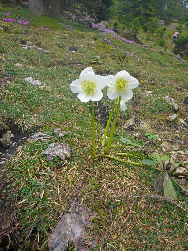 Ringkogel (67 Bildaufrufe)