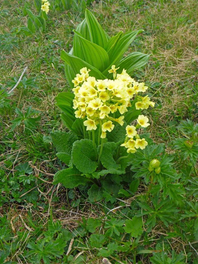 Ringkogel (61 Bildaufrufe)