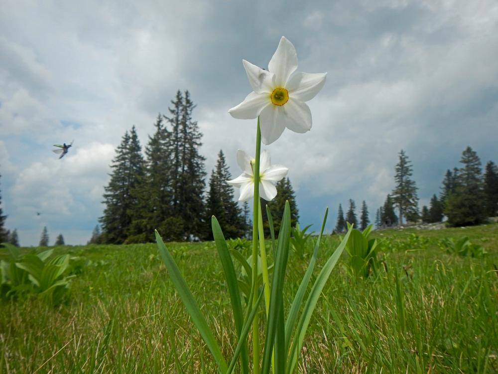 Ringkogel (48 Bildaufrufe)