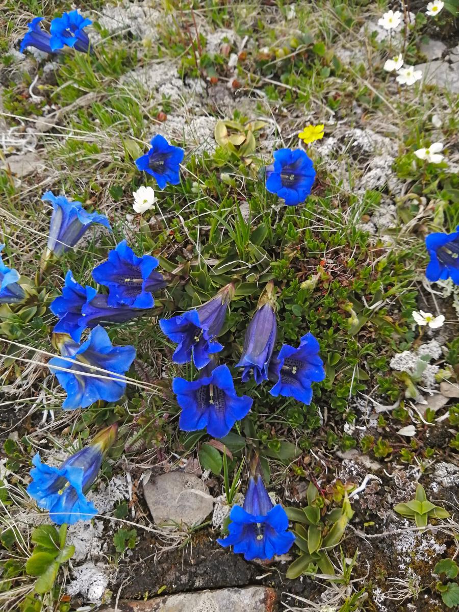 Zeiritzkampel (83 Bildaufrufe)