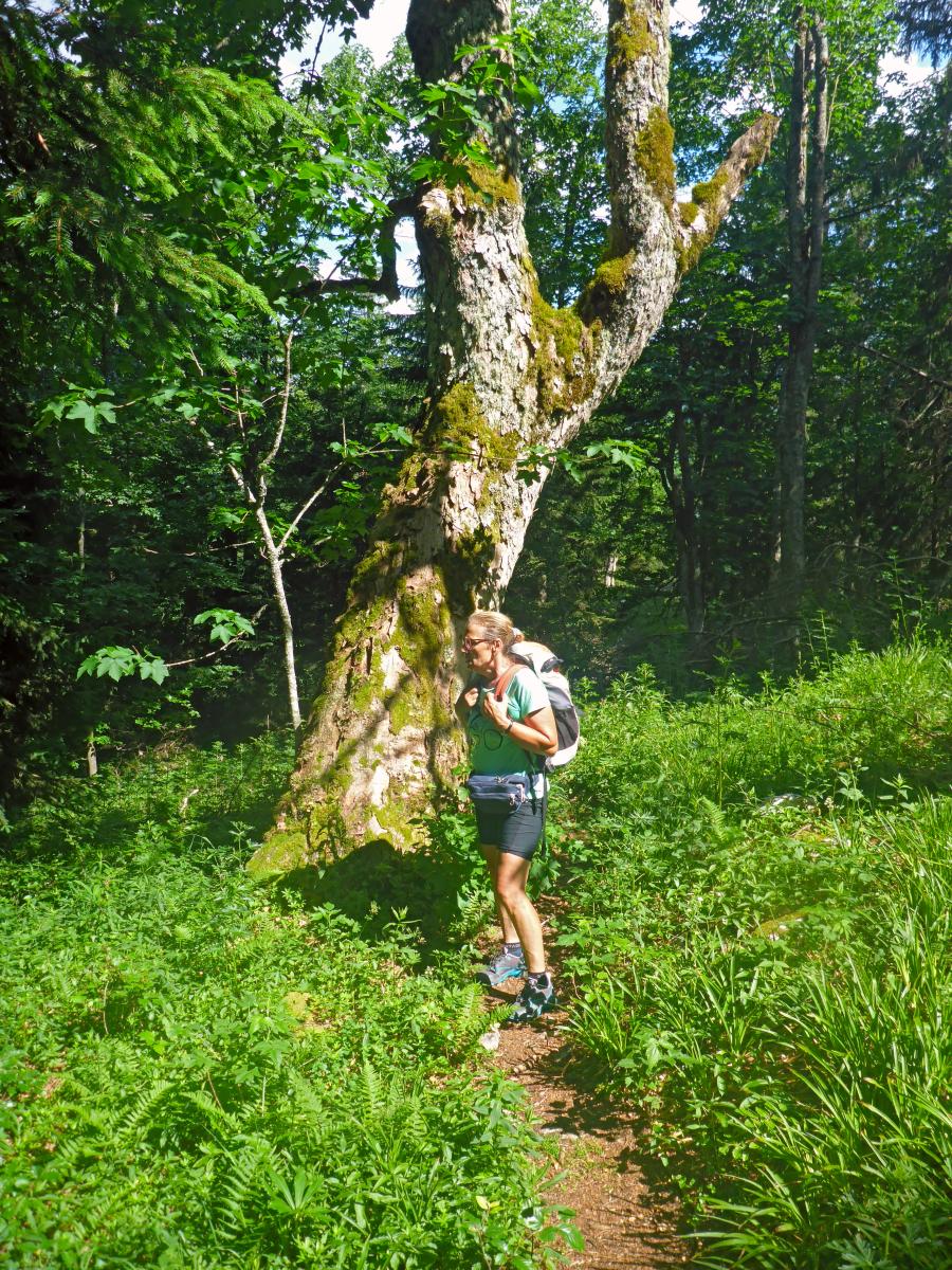 Tribein, Sauwand (101 Bildaufrufe)