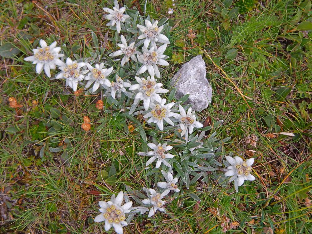 Jakobskogel (80 Bildaufrufe)