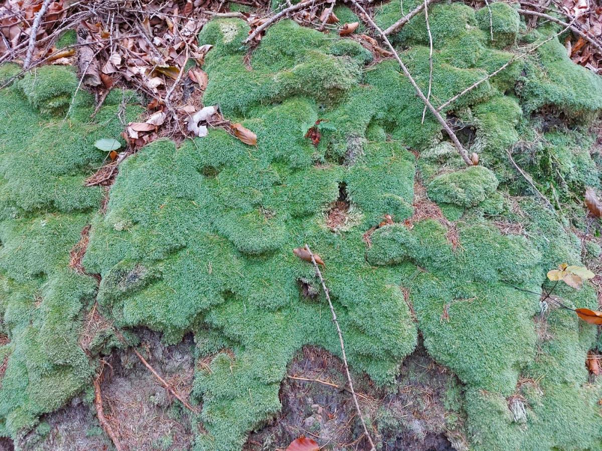 Jochgrabenberg (51 Bildaufrufe)