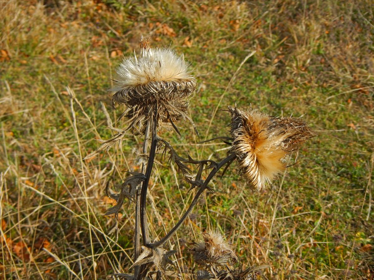 Geißenberg (64 Bildaufrufe)