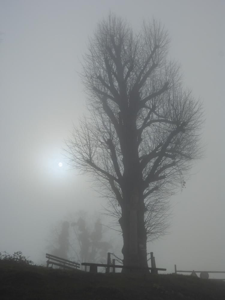 Grüntalkogel (72 Bildaufrufe)