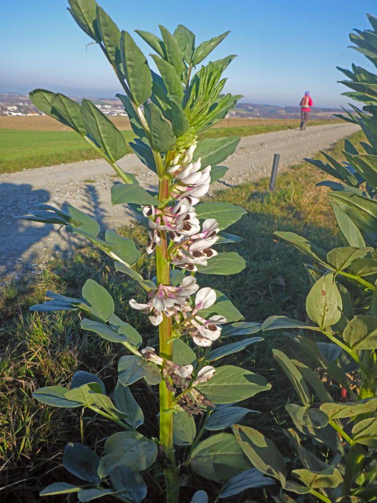 Edlitzberg (64 Bildaufrufe)