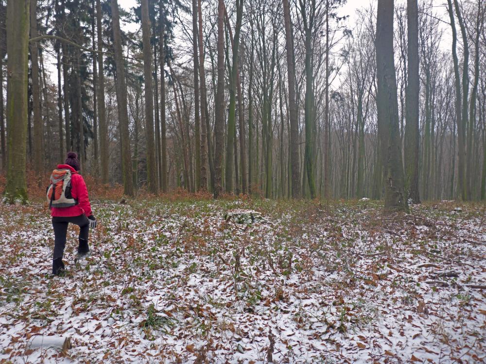 Im Hochholz (48 Bildaufrufe)