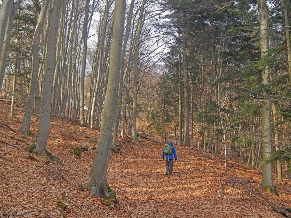 Buchberg (70 Bildaufrufe)