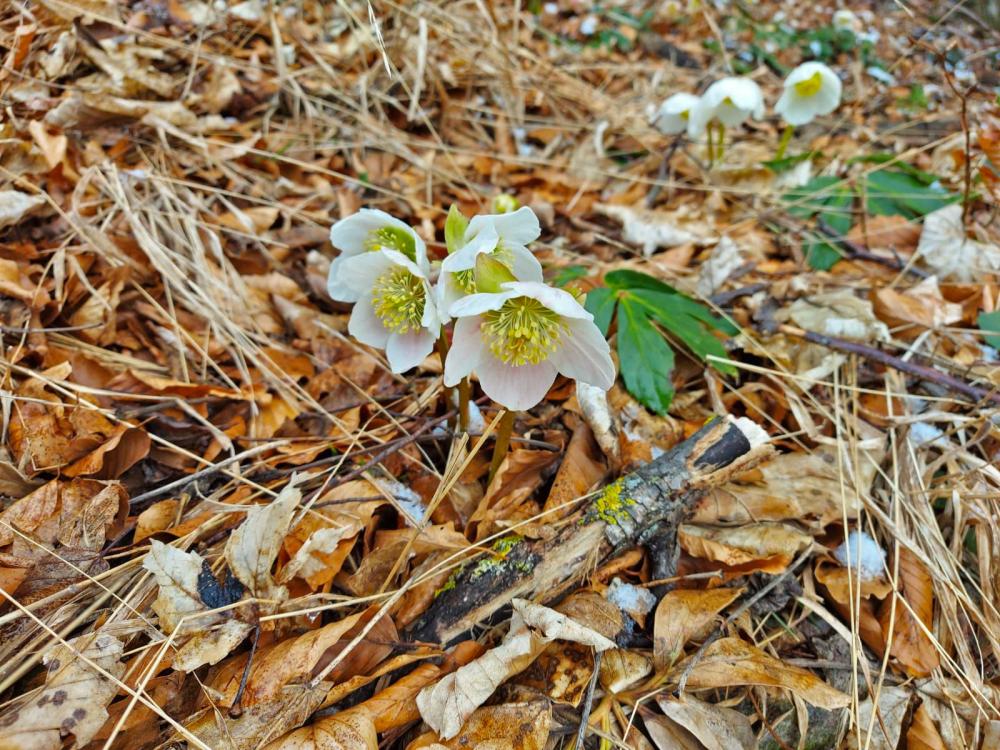 Hadeggerkogel (63 Bildaufrufe)