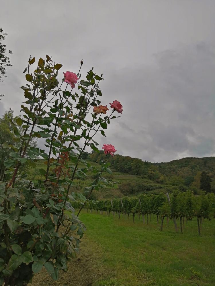 Buschandlwand (56 Bildaufrufe)