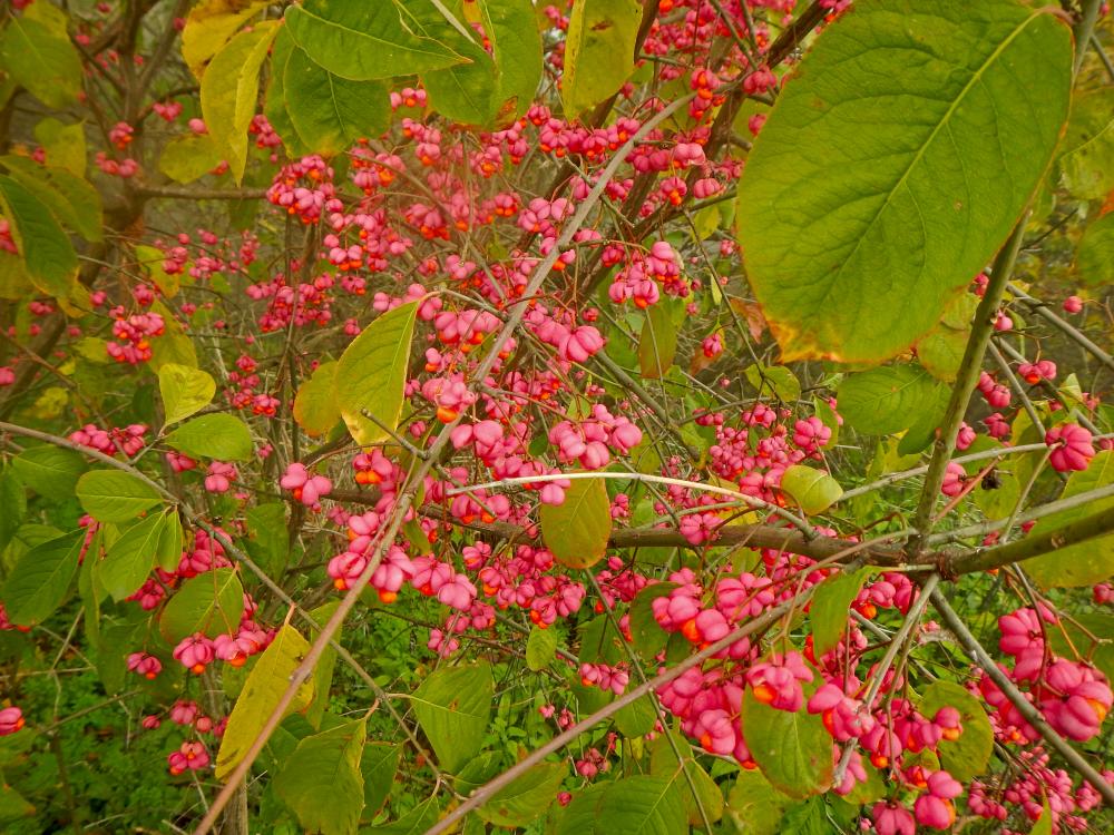 Hundsheimer Berge (42 Bildaufrufe)