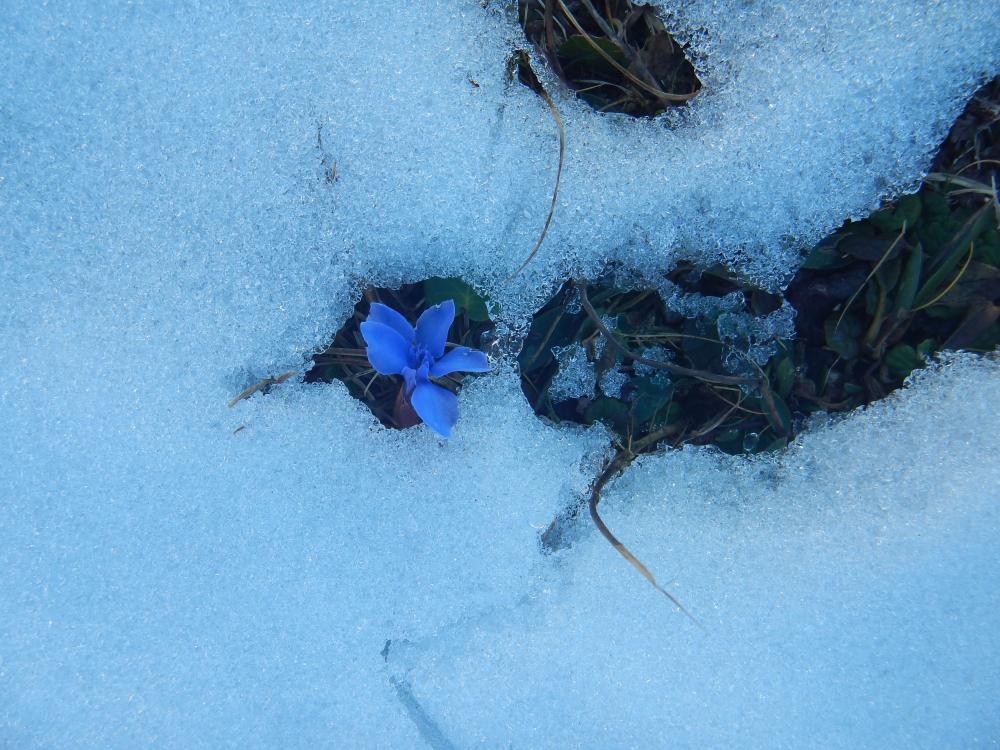 Hochweichsel (98 Bildaufrufe)