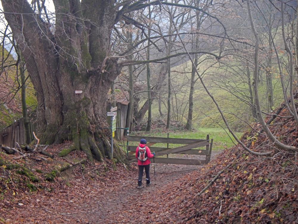 Kaiserkogel (41 Bildaufrufe)