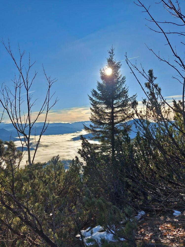 Gr.Ötscher (119 Bildaufrufe)