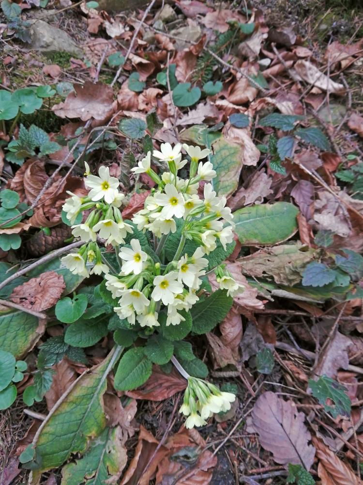 Rudolfshöhe (40 Bildaufrufe)