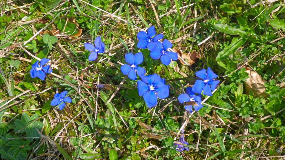 Garschkogel (48 Bildaufrufe)