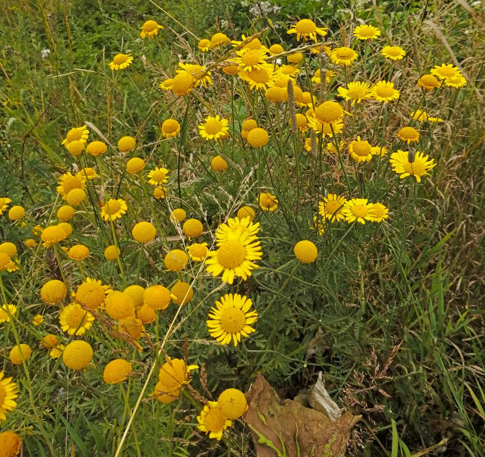 Gromann (63 Bildaufrufe)