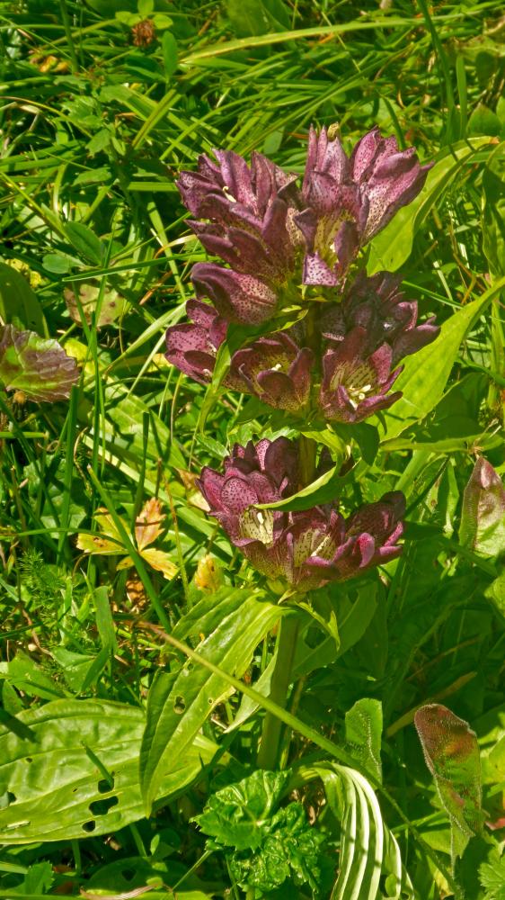 Eisenerzer Reichenstein (109 Bildaufrufe)