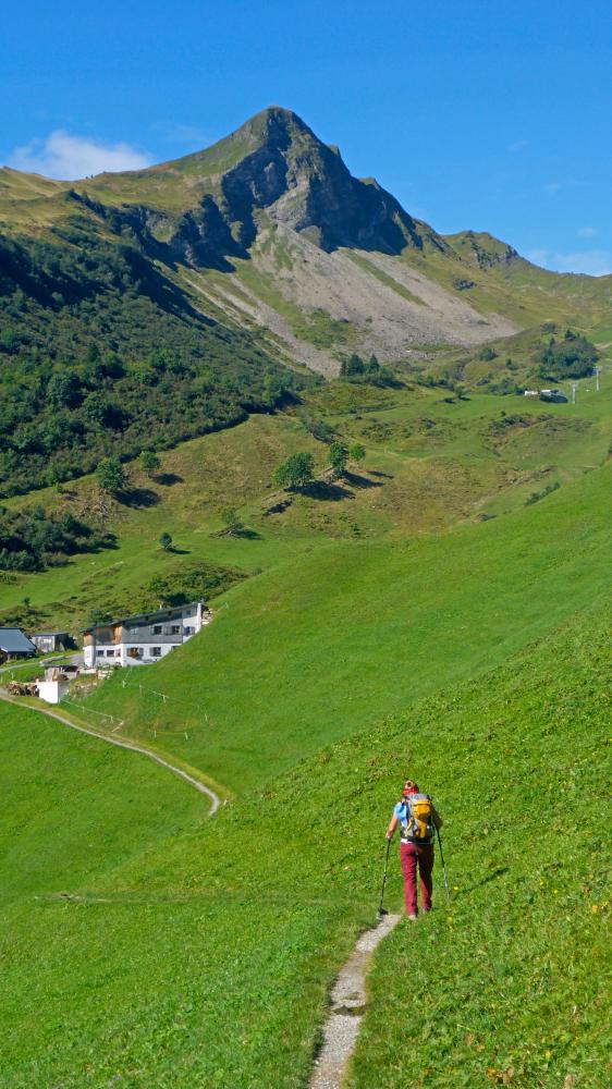 Glatthorn (49 Bildaufrufe)