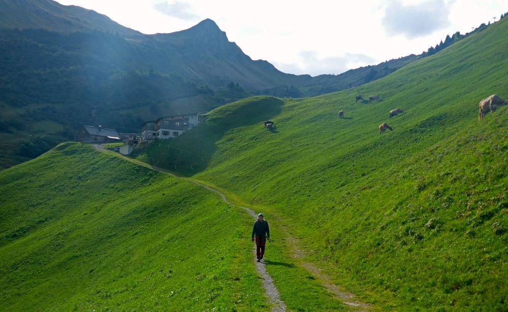 Glatthorn (51 Bildaufrufe)