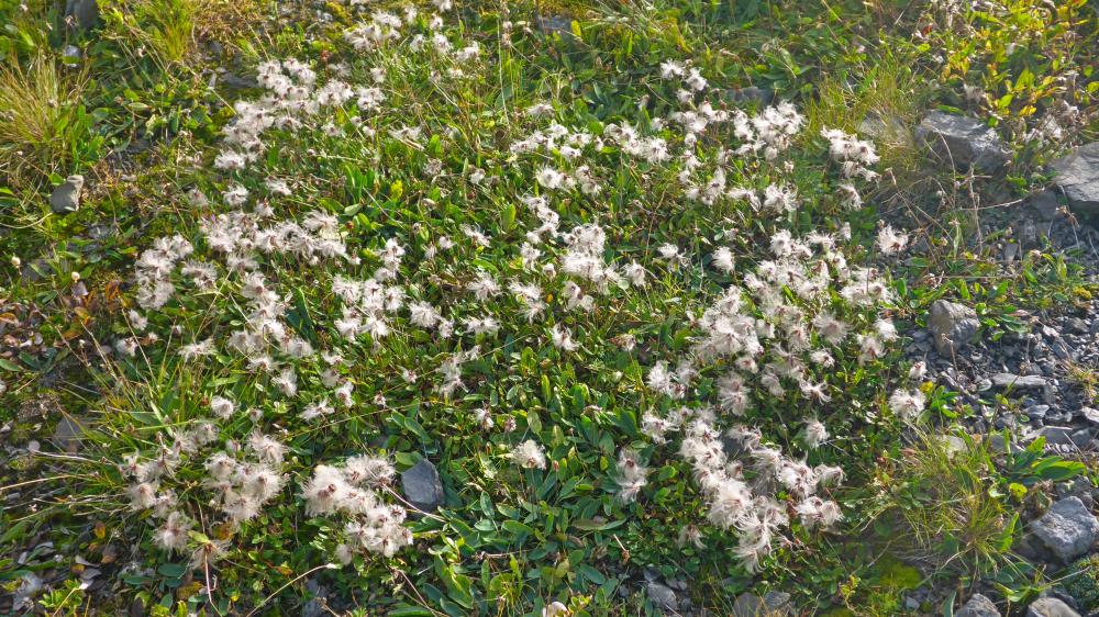 Untere Wildgrubenspitze (65 Bildaufrufe)