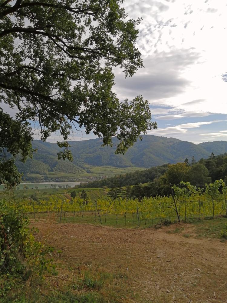 Buschandlwand (49 Bildaufrufe)