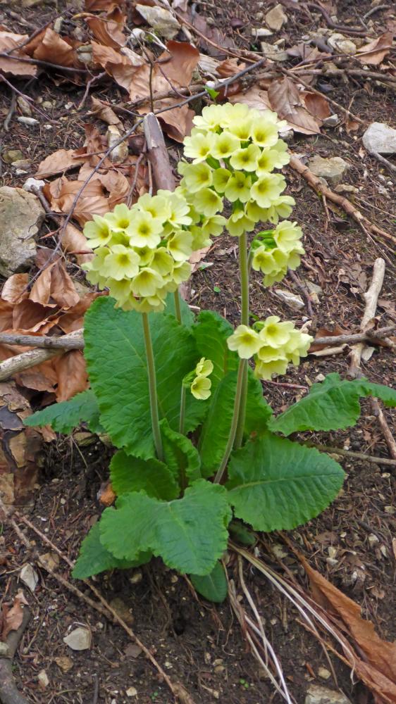 Runzelberg (65 Bildaufrufe)