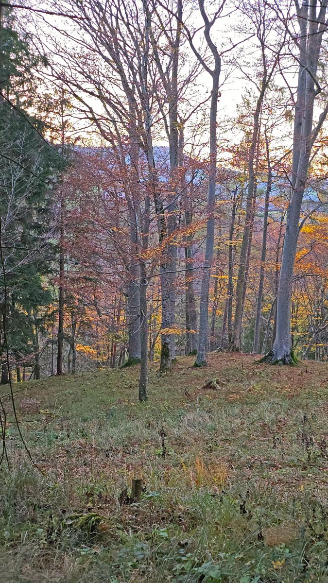 Hohenstein (33 Bildaufrufe)