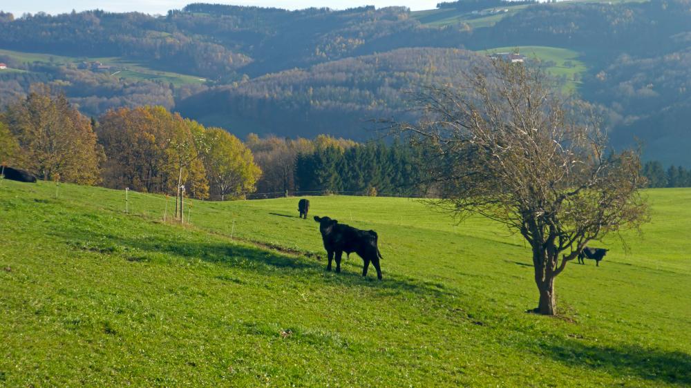 Rudolfshöhe (35 Bildaufrufe)