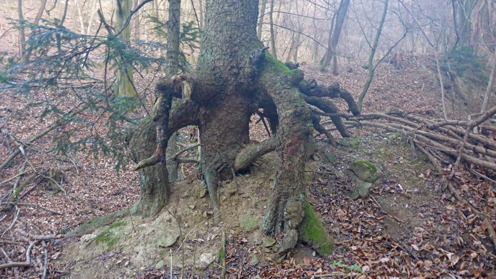 Mühlberg (42 Bildaufrufe)