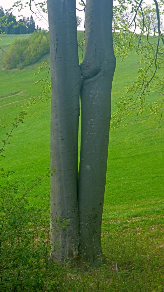 Kaiserkogel (30 Bildaufrufe)