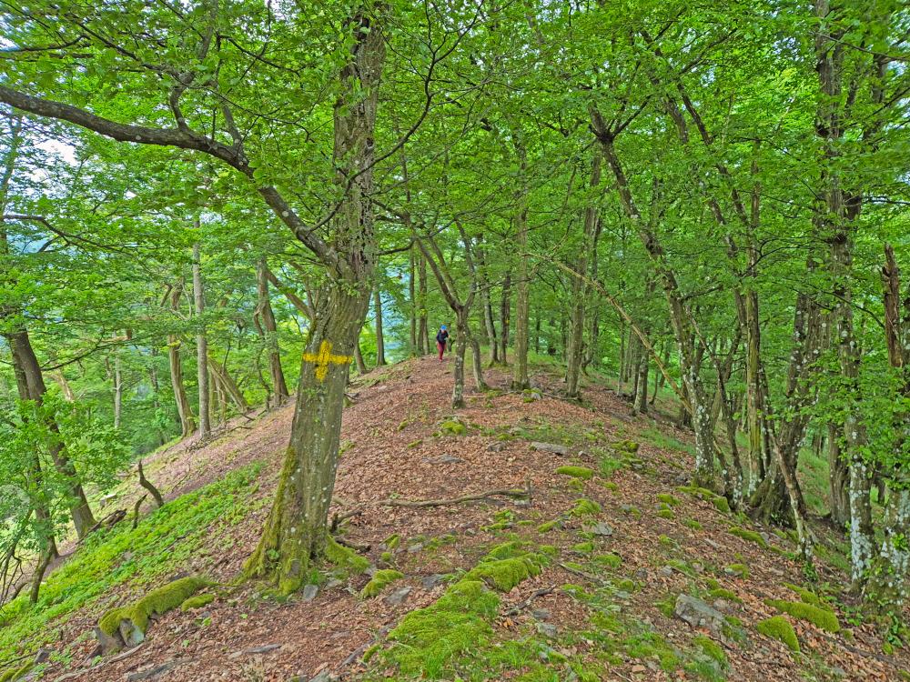 Herrenwald (27 Bildaufrufe)