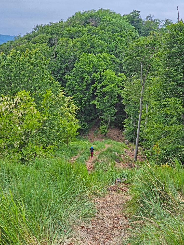Herrenwald (27 Bildaufrufe)