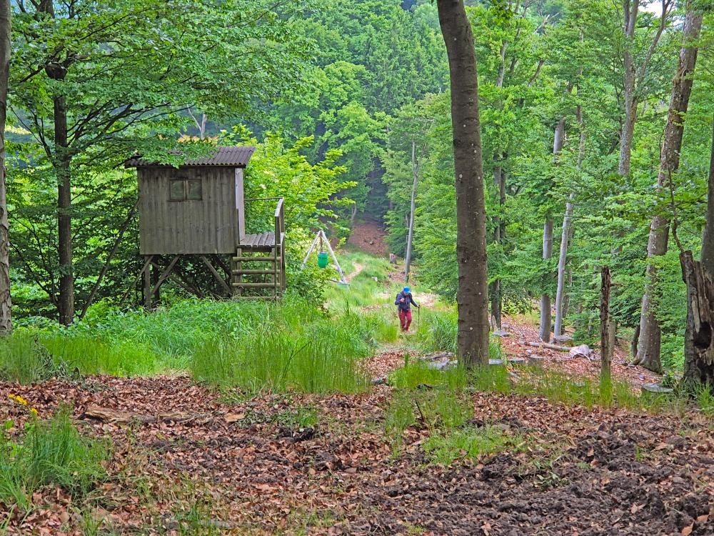 Herrenwald (31 Bildaufrufe)